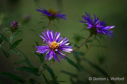 Sunstruck Wildflower_54268.jpg - Photographed along the Rideau Canal Waterway at the Baxter Conservation Area near Kars, Ontario, Canada.